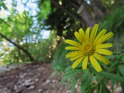 33 Bel fiore giallo di Doronicum